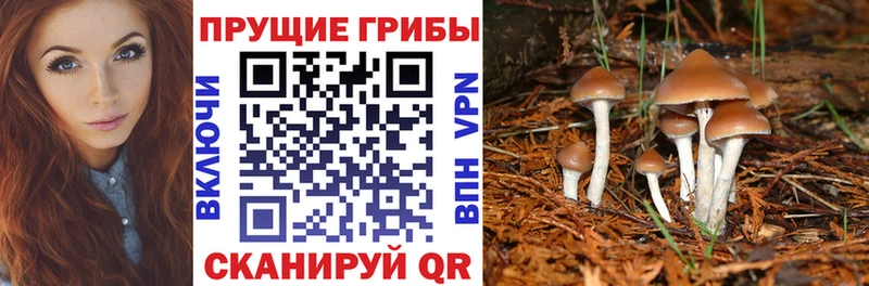 Галлюциногенные грибы Psilocybe  Кущёвская 